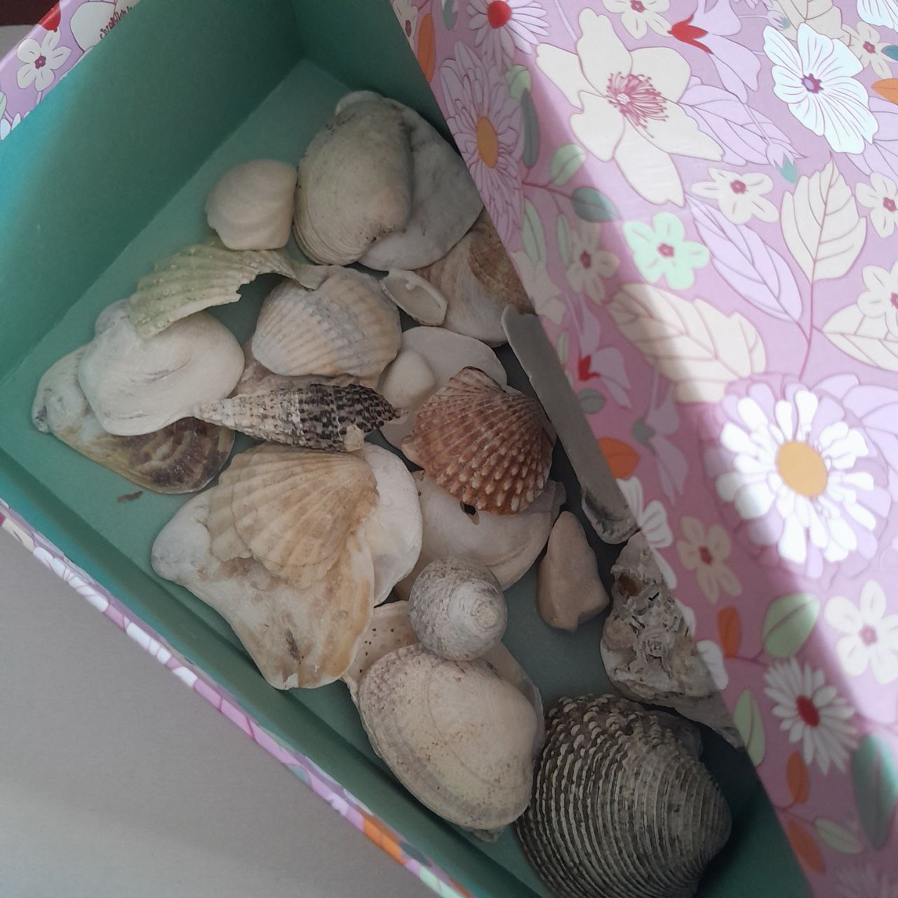 seashells